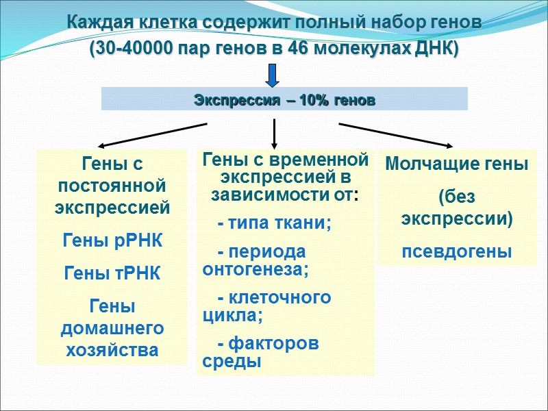 Каждая клетка содержит полный набор генов (30-40000 пар генов в 46 молекулах ДНК) 
